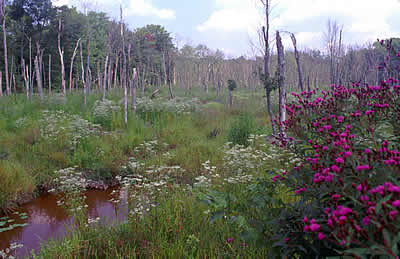 Photo of Cedarville Marsh with Ironweed