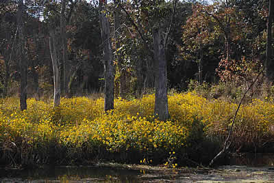 Photo of Tickseed Sunflowers along Mattawoman Creek