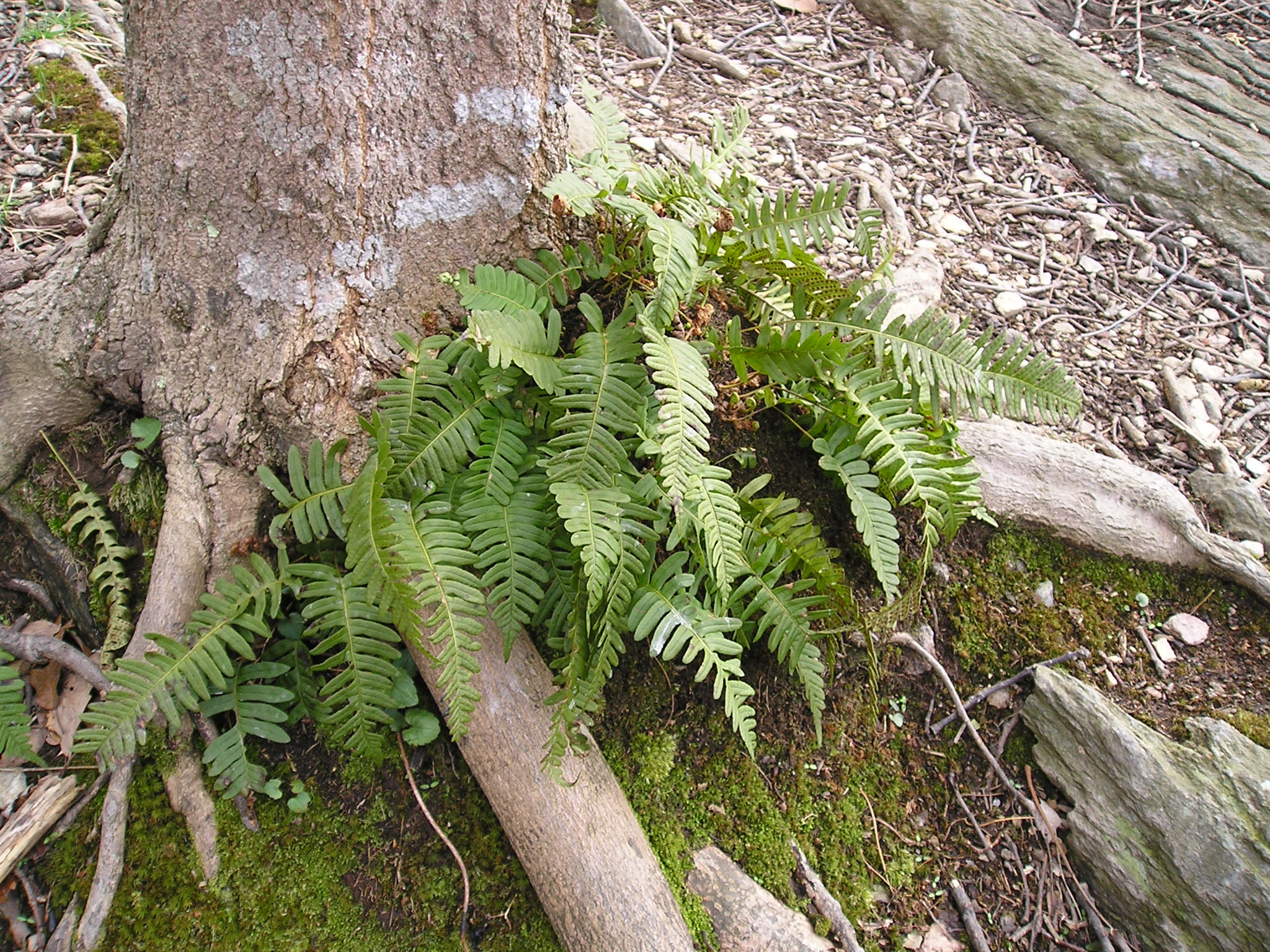 Polypodium virginianum, Common Polypody