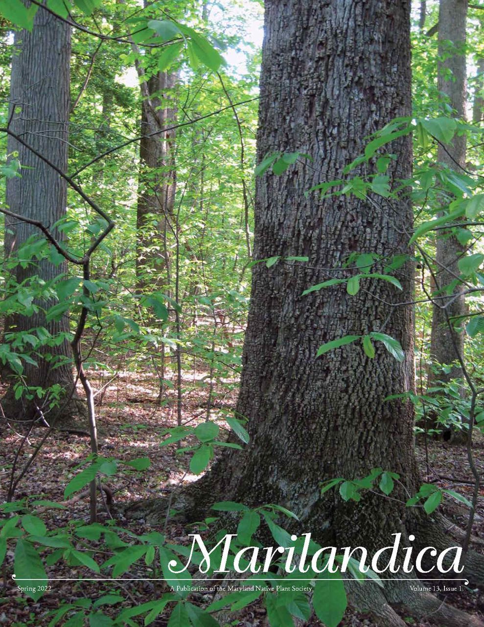 Marilandica Cover Image of Ancient Fraxinus americana grove at Chapman Shell-Marl Ravine Forest. Photo: R.H. Simmons
