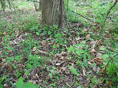 Cleared area showing no garlic mustard in front of tree